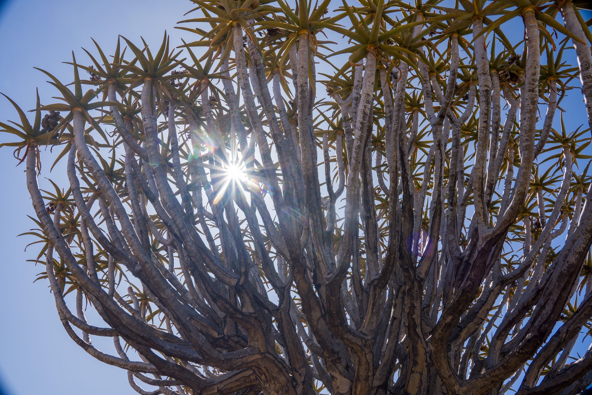 Day 2: Quivertrees and Giant’s Playground