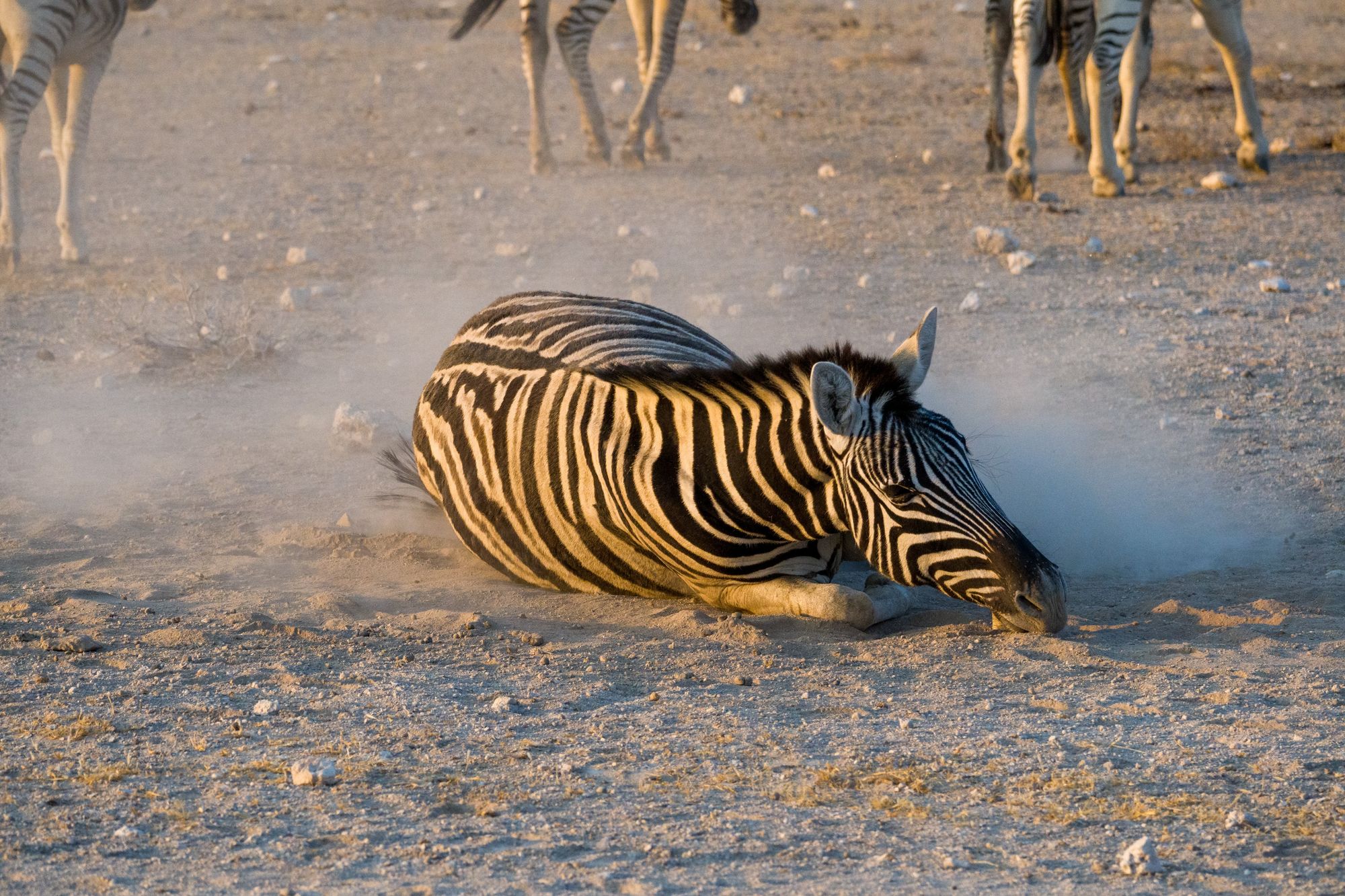 Day 9: Entering Etosha National Park - Camp Okaukuejo