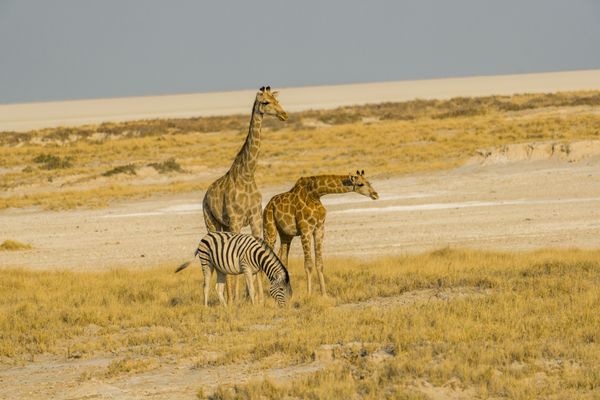 Day 9: Entering Etosha National Park - Camp Okaukuejo